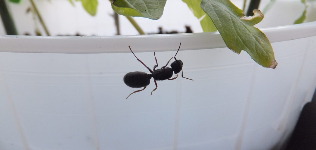 carpenter-ant-removal-in-burlington