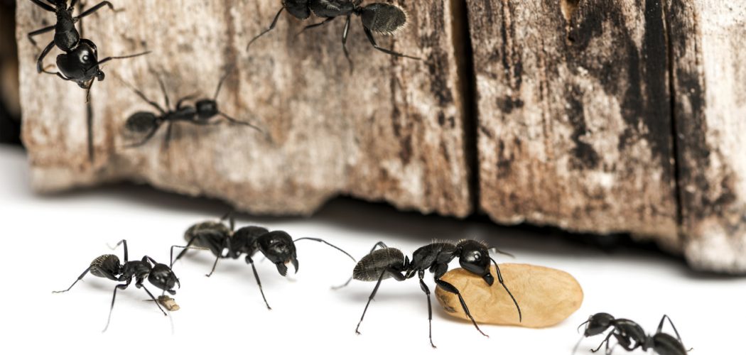 Carpenter ant, Camponotus vagus, carrying an egg carpenter-ant-removal-in-oakville