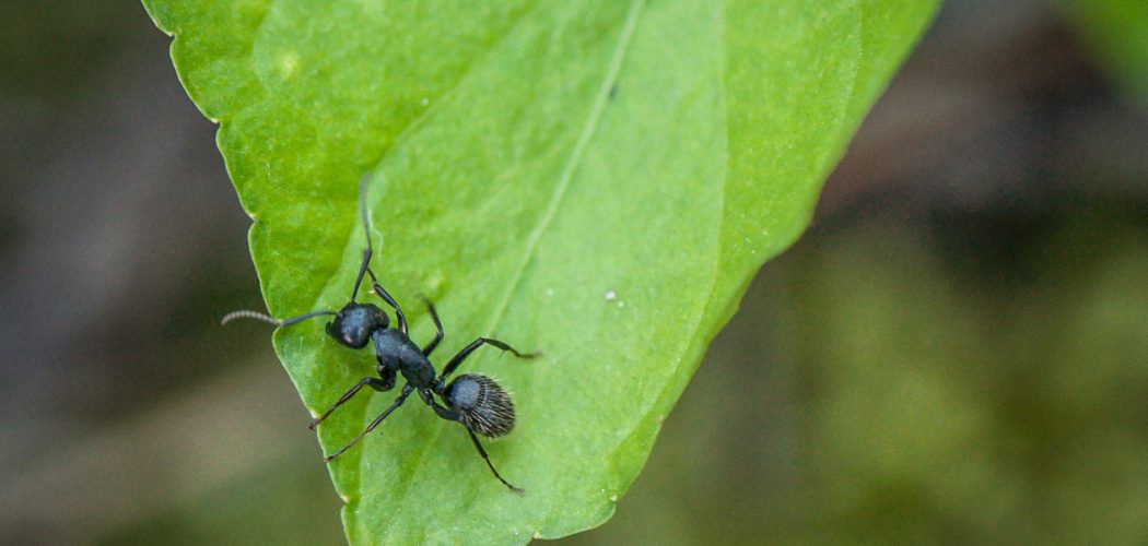 Ants in a natural environment Ants in a natural environment