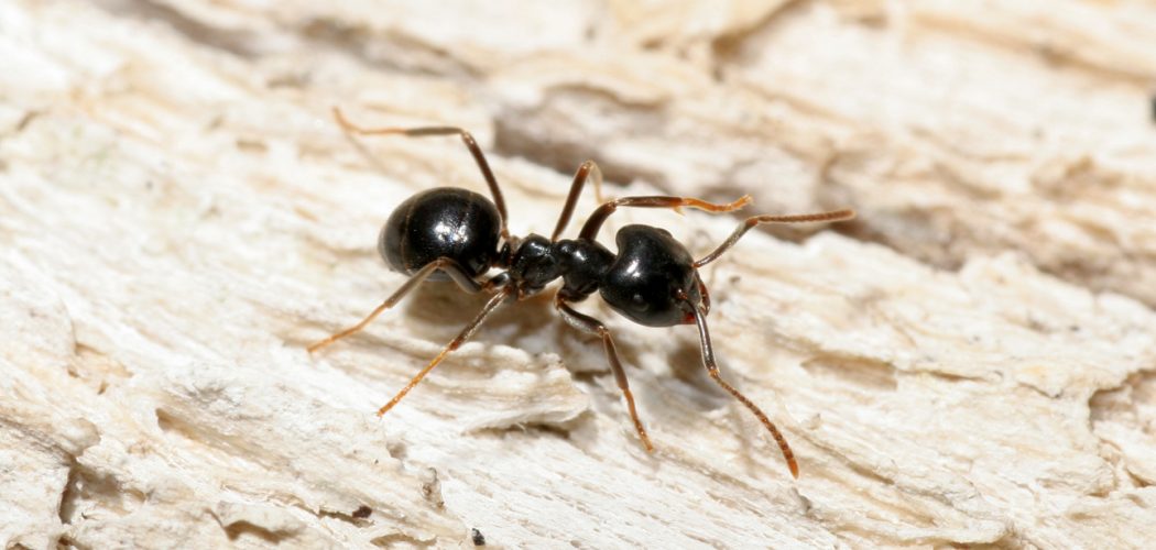 carpenter-ant-removal-in-richmond-hill