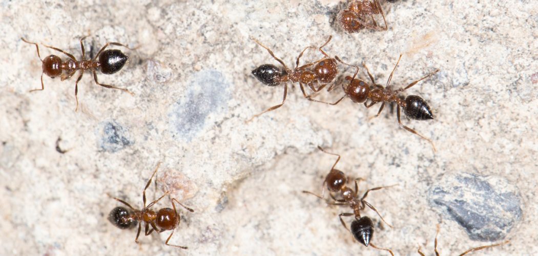 pavement ant removal in Barrie