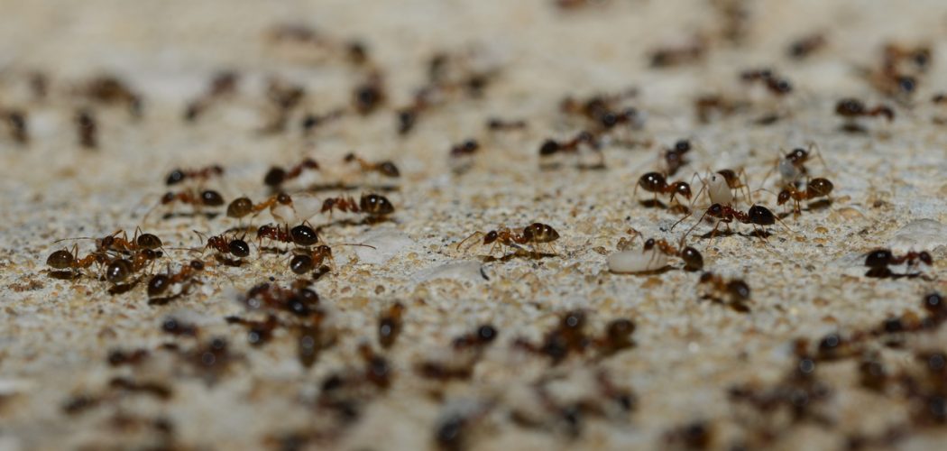 ants moving eggs