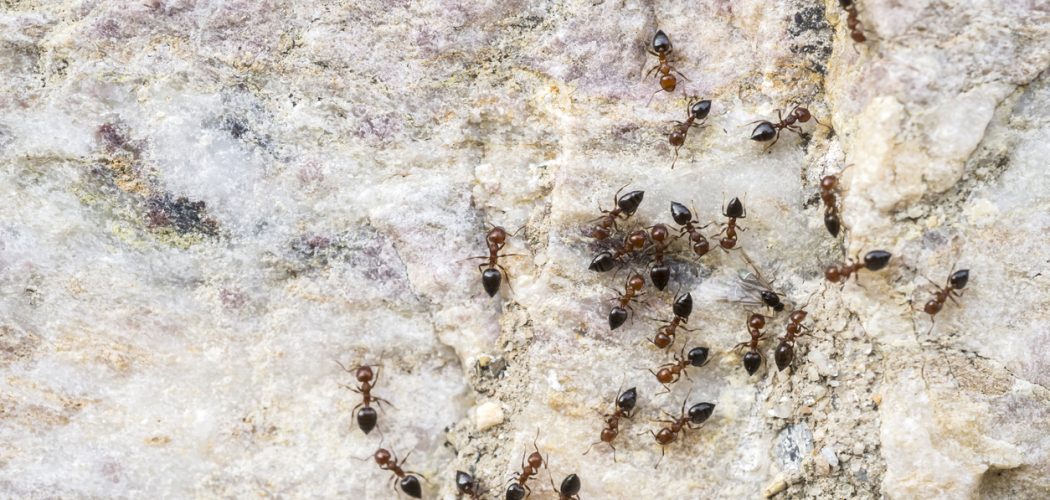 pavement ant removal in Burlington