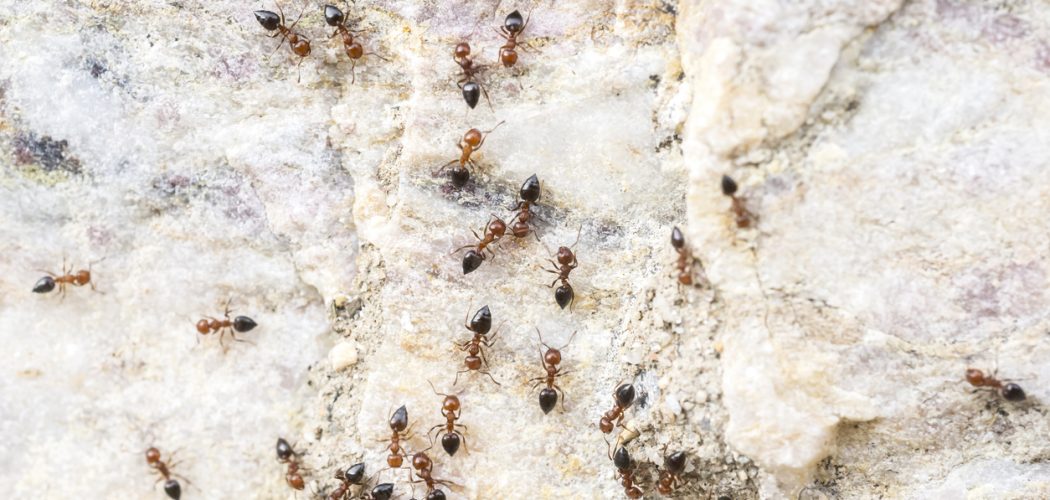 pavement ant removal in Oakville