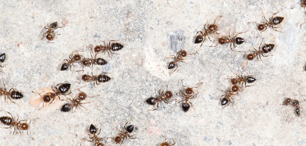 ants on the wall. close-up pavement ant removal in Oshawa