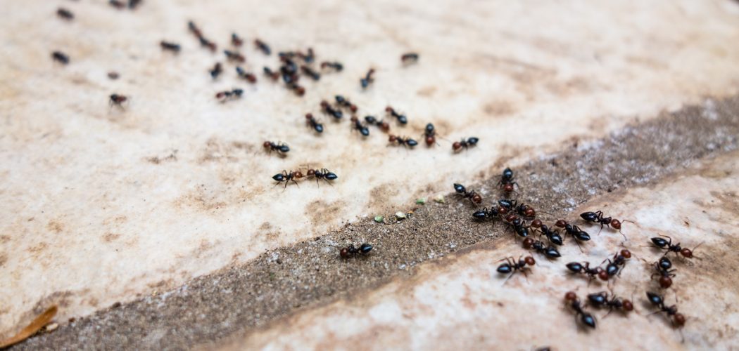 Pavement Ant Removal in Toronto