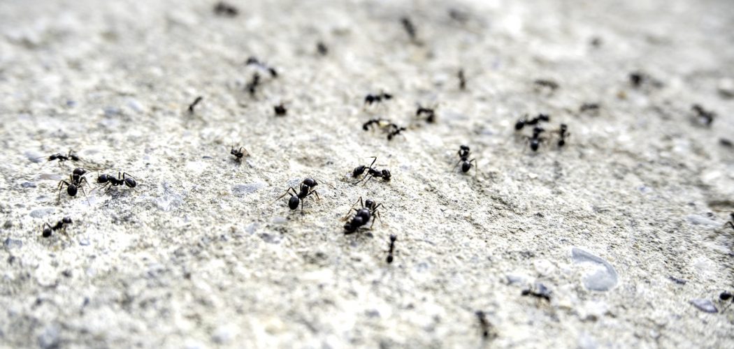 Group of ants Detail of a group of ants on the street