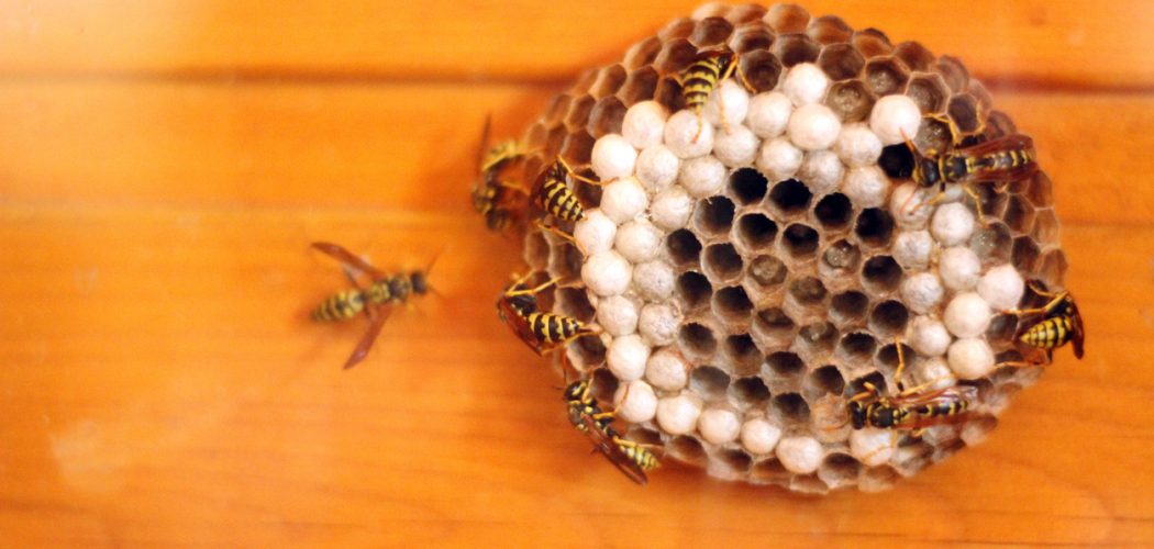 Wasps working on building their nest on a window shutter; Close-up; Copy space