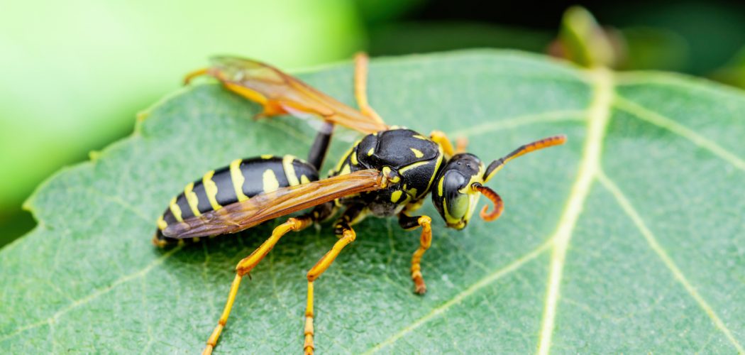 Yellow Jacket Wasp Insect on Green Leaf Macro Yellow Jacket Wasp Insect on Green Leaf Macro