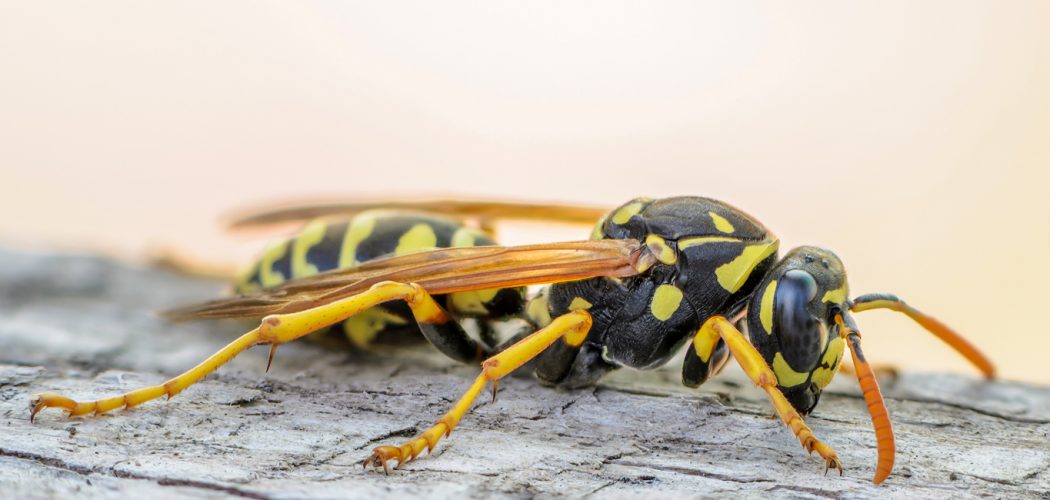 Portrait of a close-up of a wasp, which sits on the old board