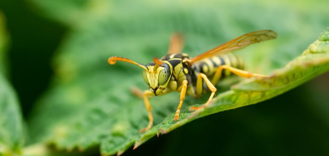 Wasp on a green leaf. Parts of the body of a wasp close-up. Insect close-up. Yellow pattern on the black body of a wasp. Green background. nature, Macro image