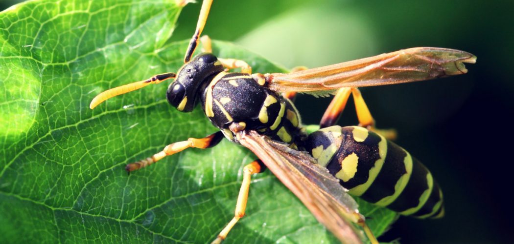 Wasp in the grass.