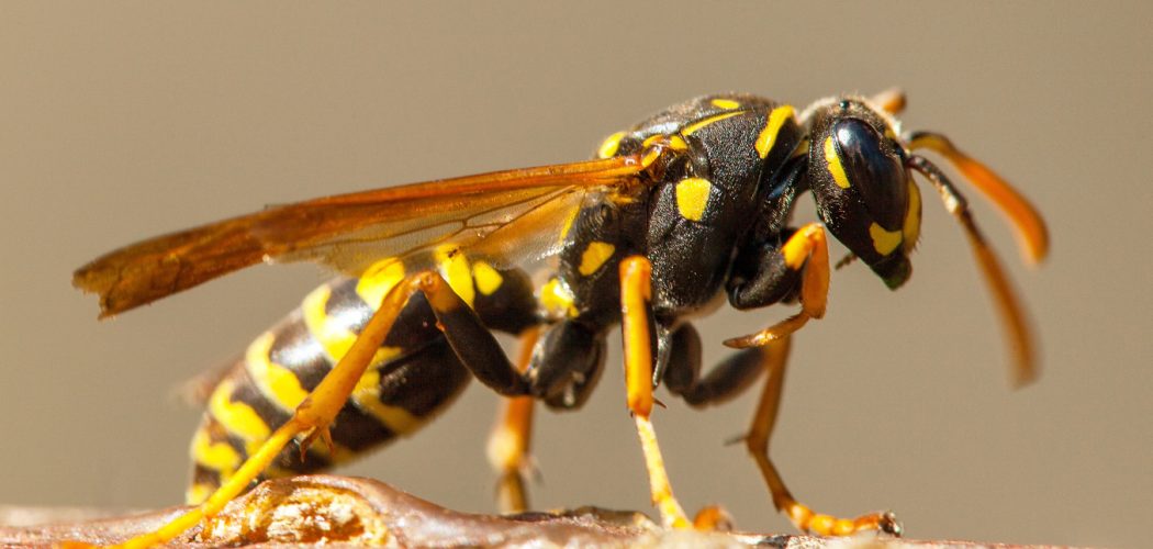 Wasp or German European wasp yellowjacket in latin Vespula vulgaris