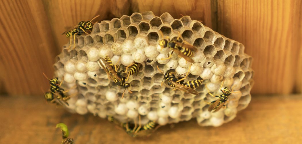 Open wasp nest close up