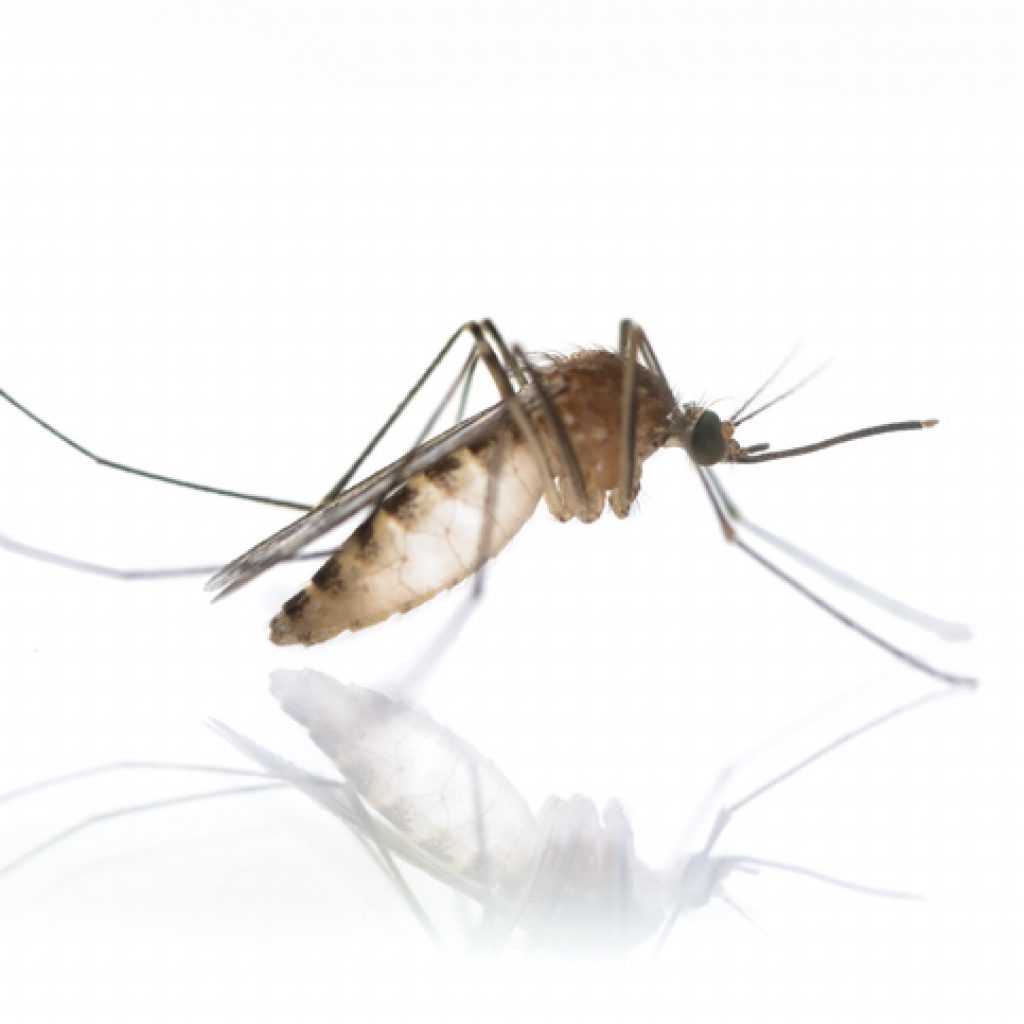 Culex-Mosquitoes, Culex Mosquitoes
