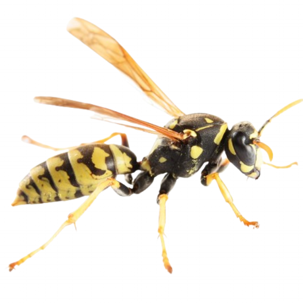 Paper wasp-1 paper wasps, Paper Wasps