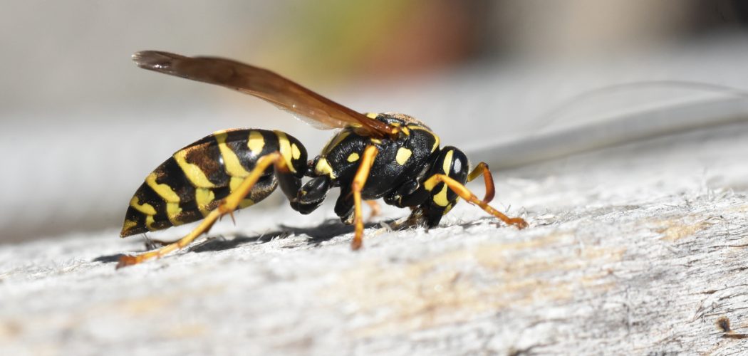 Wasp Control and Removal in Barrie Wasp Control and Removal in Barrie
