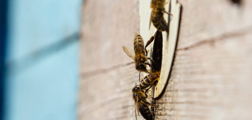 Wasp Control and Removal in Burlington Wasp Control and Removal in Burlington