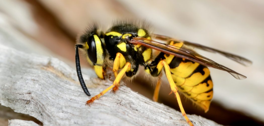 Wasp Control and Removal in Burlington Wasp Control and Removal in Burlington