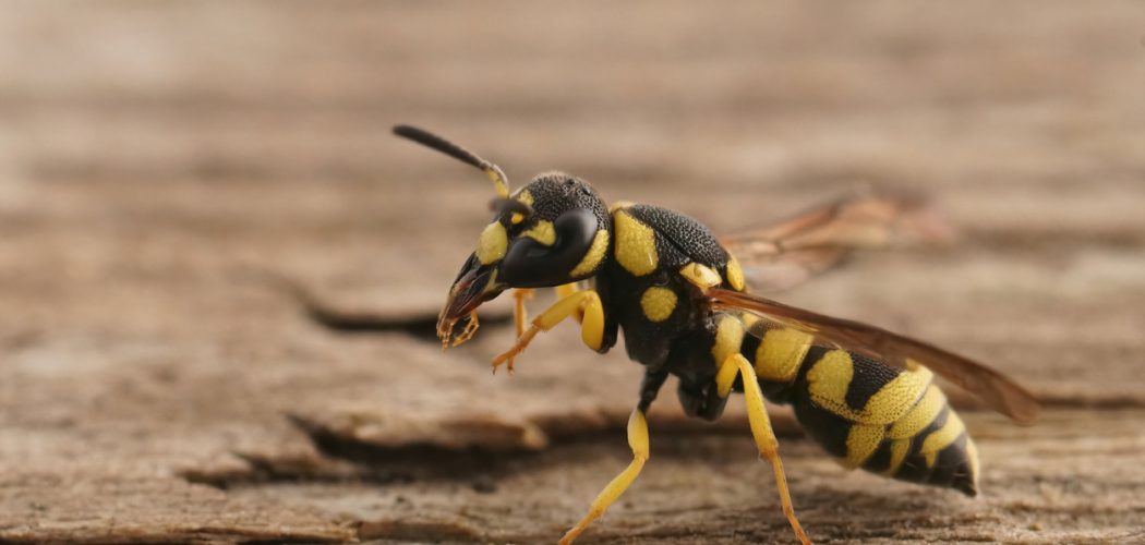 Wasp Control and Removal in Burlington Wasp Control and Removal in Burlington
