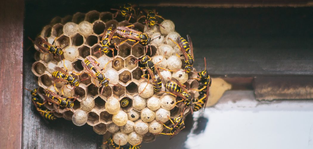 Wasp Control and Removal in Burlington Wasp Control and Removal in Burlington