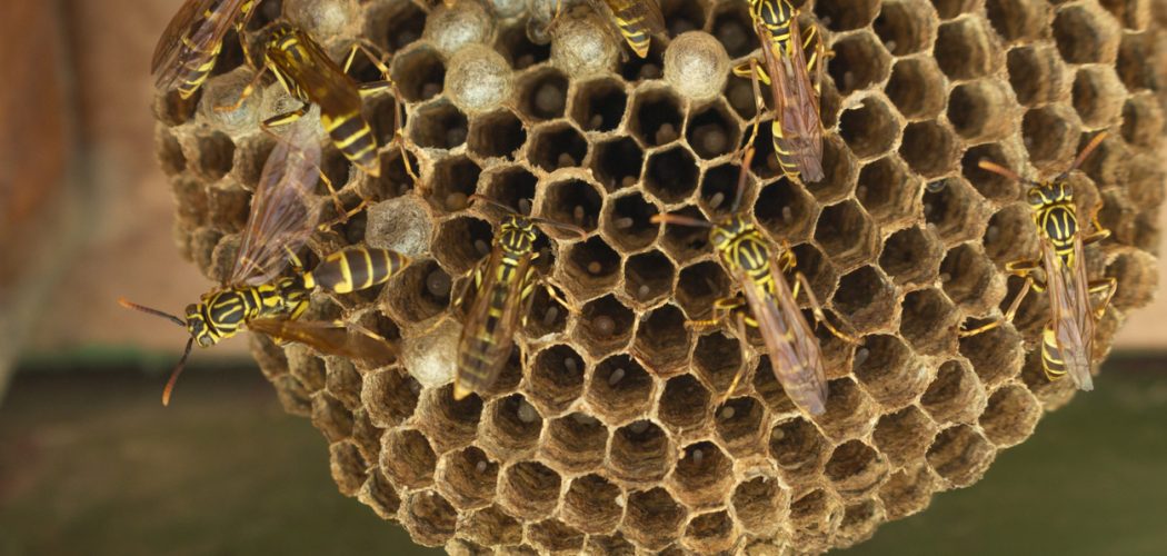 Wasp Control and Removal in Burlington Wasp Control and Removal in Burlington