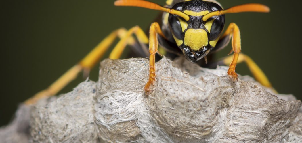 Wasp Control and Removal in Burlington Wasp Control and Removal in Burlington
