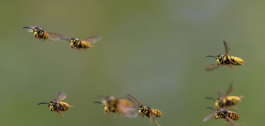 , Wasp Nest Removal in Oakville