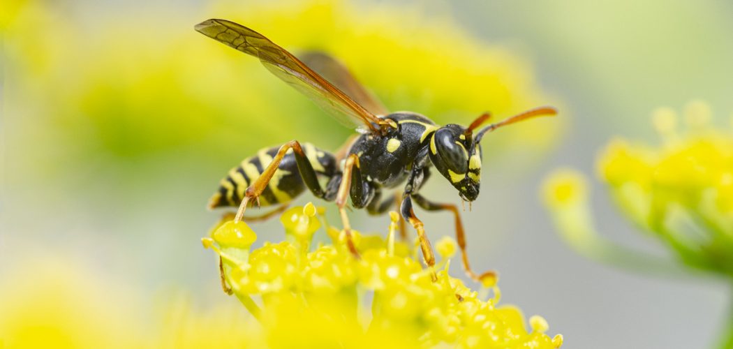 , Wasp Nest Removal in Vaughan