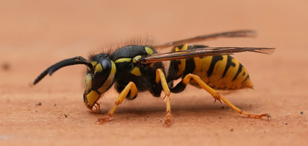 , Wasp Nest Removal in Waterloo
