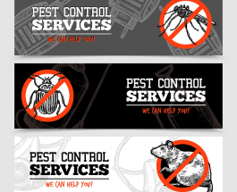 3 of the Most Annoying Pests in Toronto