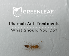 Pharaoh Ant Treatments – What Should You Do?